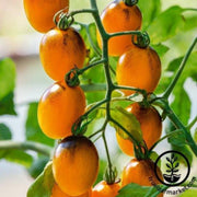 tomato-seeds-gum-drop-yellow-f1