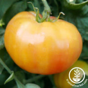 tomato-seeds-hillbilly-potato-leaf