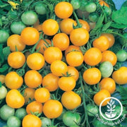 tomato-seeds-honeybee-f1