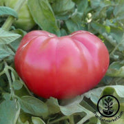 tomato-seeds-kolb