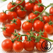 tomato-seeds-ladybug-improved-f1