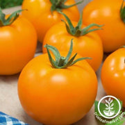 tomato-seeds-mandarin-cross