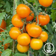 tomato-seeds-mini-orange