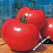 tomato-seeds-momotaro-tough-boy-93-hybrid