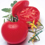 tomato-seeds-momotaro-tough-boy-fight-hybrid