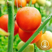 tomato-seeds-moneymaker