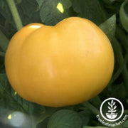 tomato-seeds-nebraska-wedding