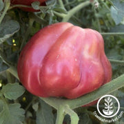 tomato-seeds-oaxacan-pink