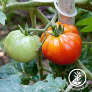tomato-seeds-old-german