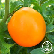 tomato-seeds-orange-queen