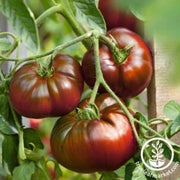 tomato-seeds-paul-robeson