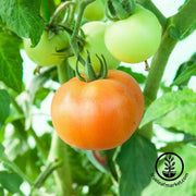 tomato-seeds-ponderosa-pink