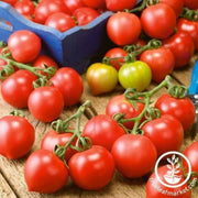 tomato-seeds-principe-borghese