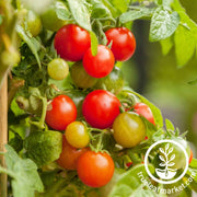 tomato-seeds-rainbow-cherry-mix