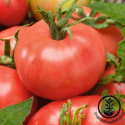 tomato-seeds-red-peach