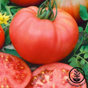 tomato-seeds-rose