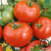 tomato-seeds-silvery-fir-tree
