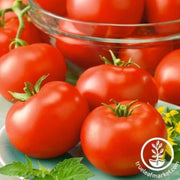 tomato-seeds-sunsets-red-horizon