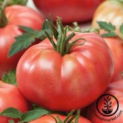 tomato-seeds-tastemaster-improved-f1