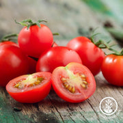 tomato-seeds-tiny-tim-comp