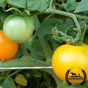 tomato-seeds-yellow-perfection-organic