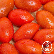 tomato-sugary-hybrid-seeds