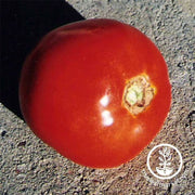 tomato-thessaloniki-seeds