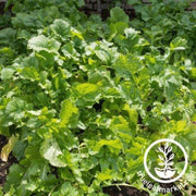 turnip-seeds-namenia