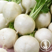 turnip-seeds-snowball
