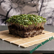 turnip-turnbroc-greens-microgreens-seeds