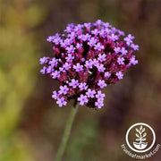 verbena-imagination-flower-seed