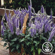 veronica-blue-bouquet-flower-seeds