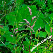 water-pepper-herb-seeds-akatade