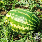 watermelon-seeds-all-sweet