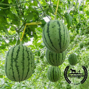 watermelon-seeds-dixie-queen-organic
