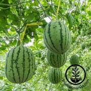 watermelon-seeds-dixie-queen