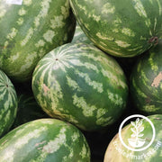 watermelon-seeds-klondike-r7-1