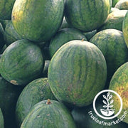 watermelon-seeds-peacock-wr-60