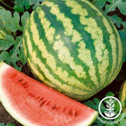 watermelon-seeds-tiger-doll-f1