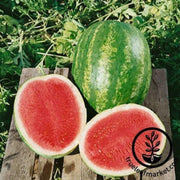watermelon-seeds-triple-express-f1