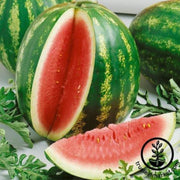 watermelon-seeds-triple-prize-f1