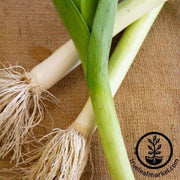 white-lisbon-onion