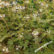 wild-spider-flower