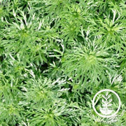 wormwood-herb
