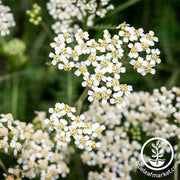 yarrow-white-seeds