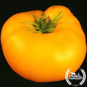 yellow-brandywine-tomato