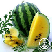 yellow-petite-watermelon-seeds
