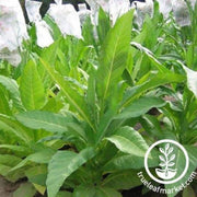 yellow-twist-bud-tobacco