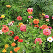 Zinnia Seeds - California Giant Mix