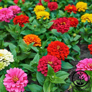 zinnia-dahlia-flowered-mixture-flower-seed